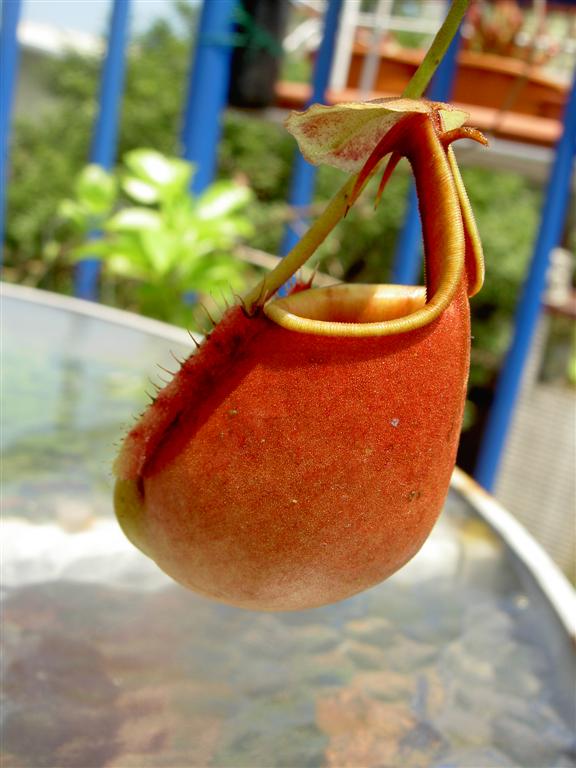 Nepenthes bicalcarata 'red' 2